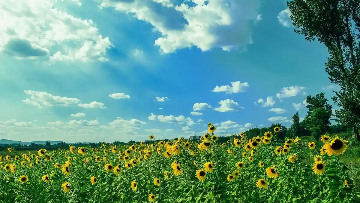 Summer Music Festival Schedule Summary [2025]