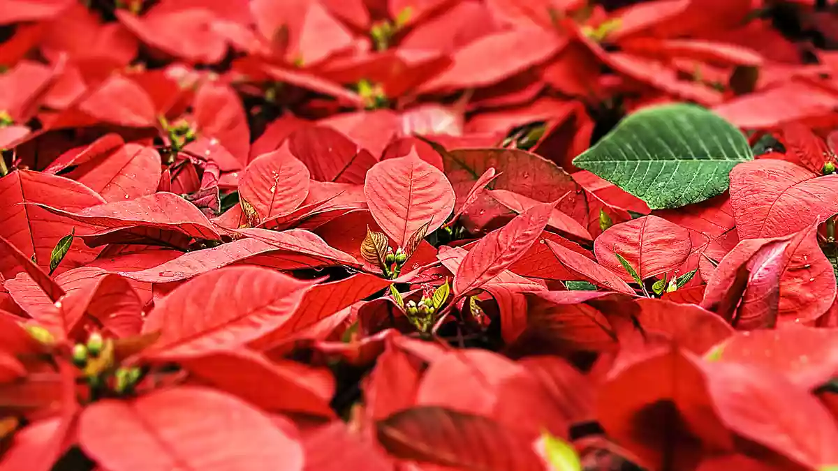 ボーカロイドのオケ制作から完成まで。クリスマスソング編
