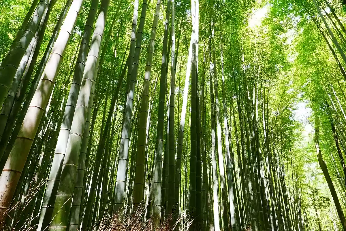京都の文化祭カレンダー。大学・短大の学園祭日程まとめ【2025】