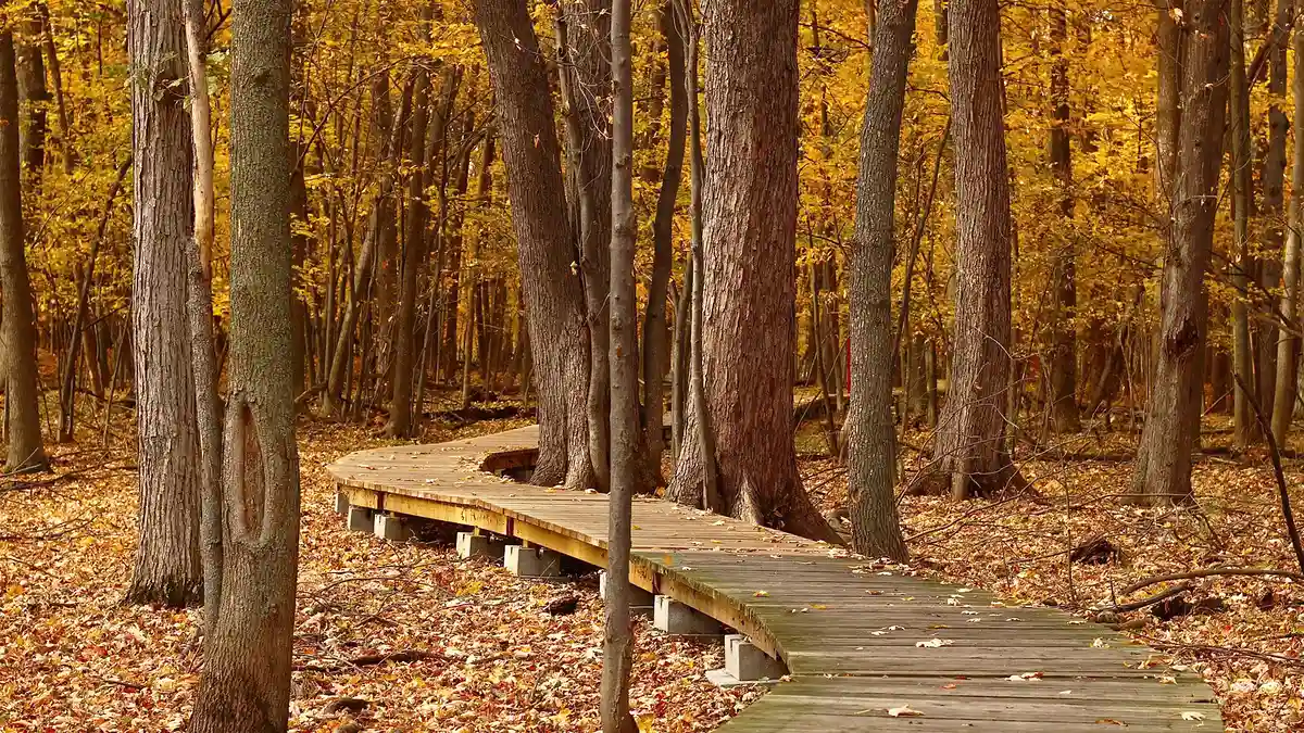 Various ways to enjoy jazz: The appeal of the standard tune 'Autumn Leaves'