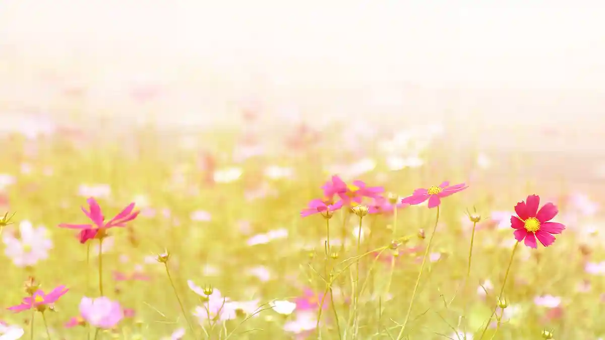 千葉の文化祭カレンダー。大学・短大の学園祭日程まとめ【2026】