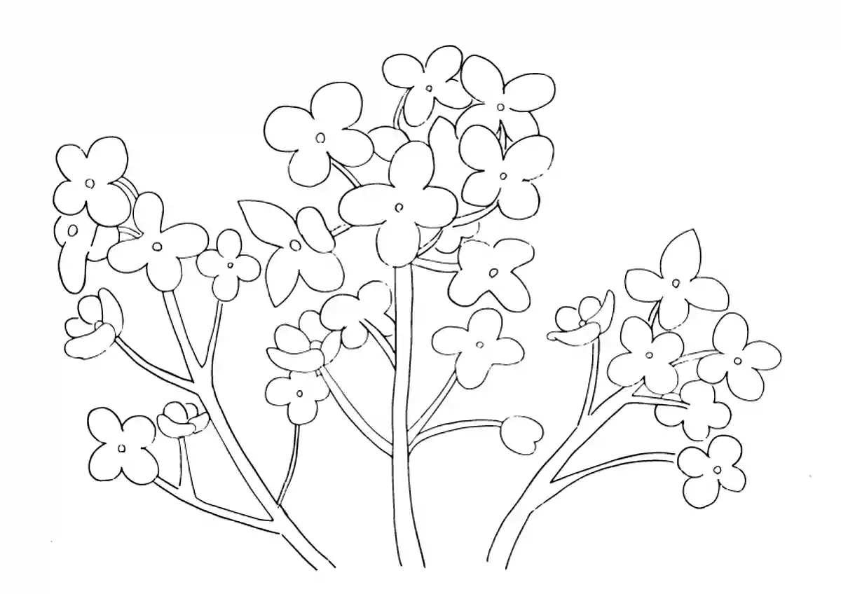 菜の花