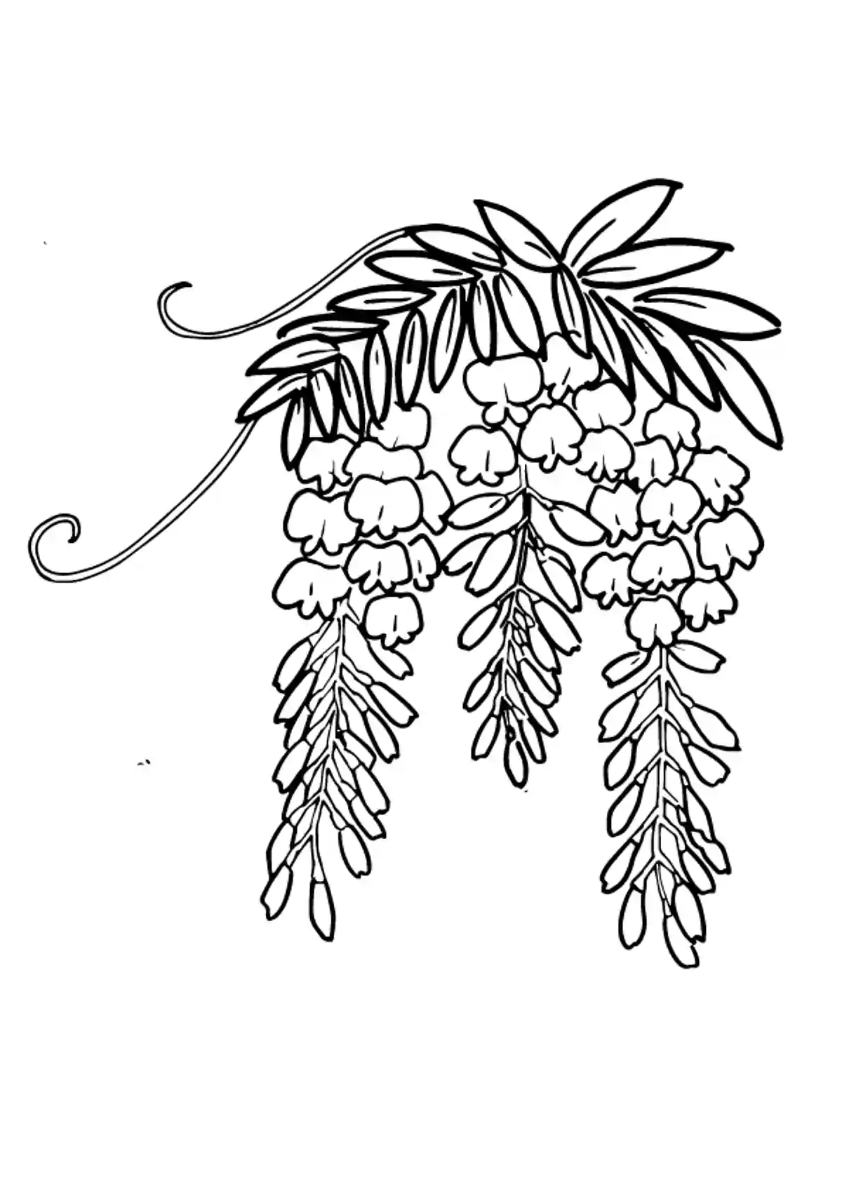 藤の花
