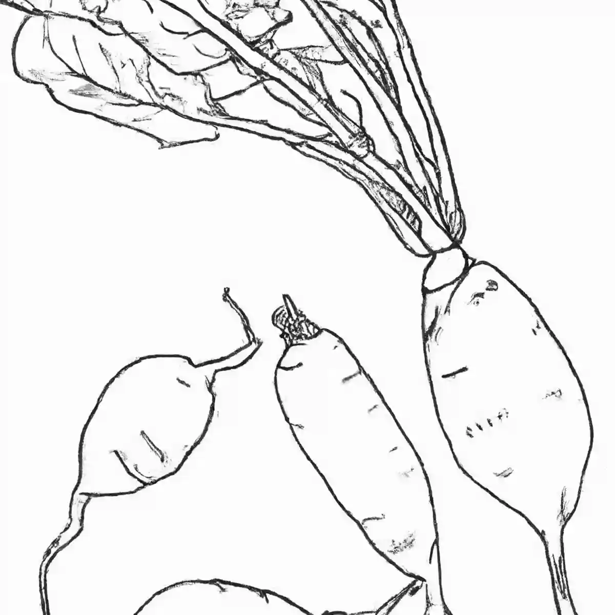 大根