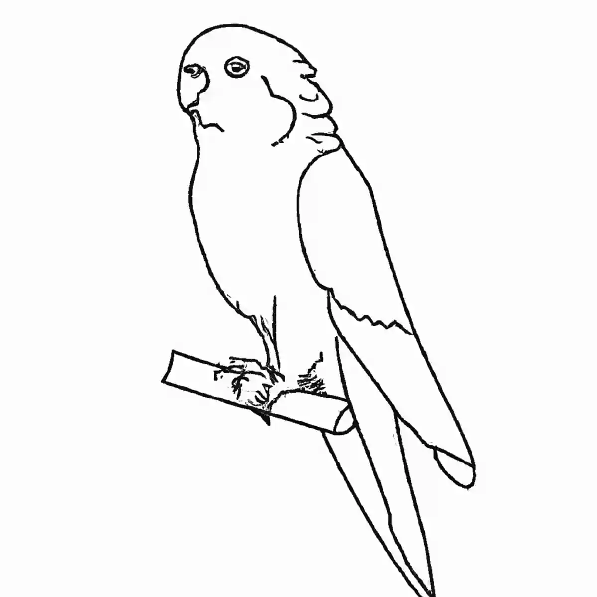 インコ