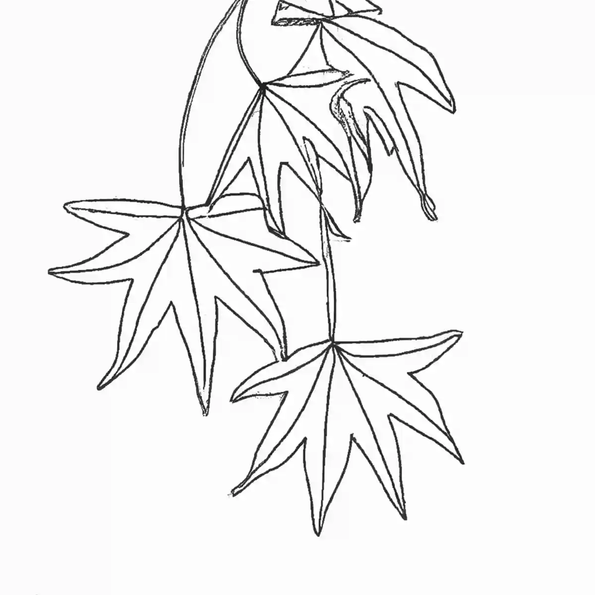 もみじ