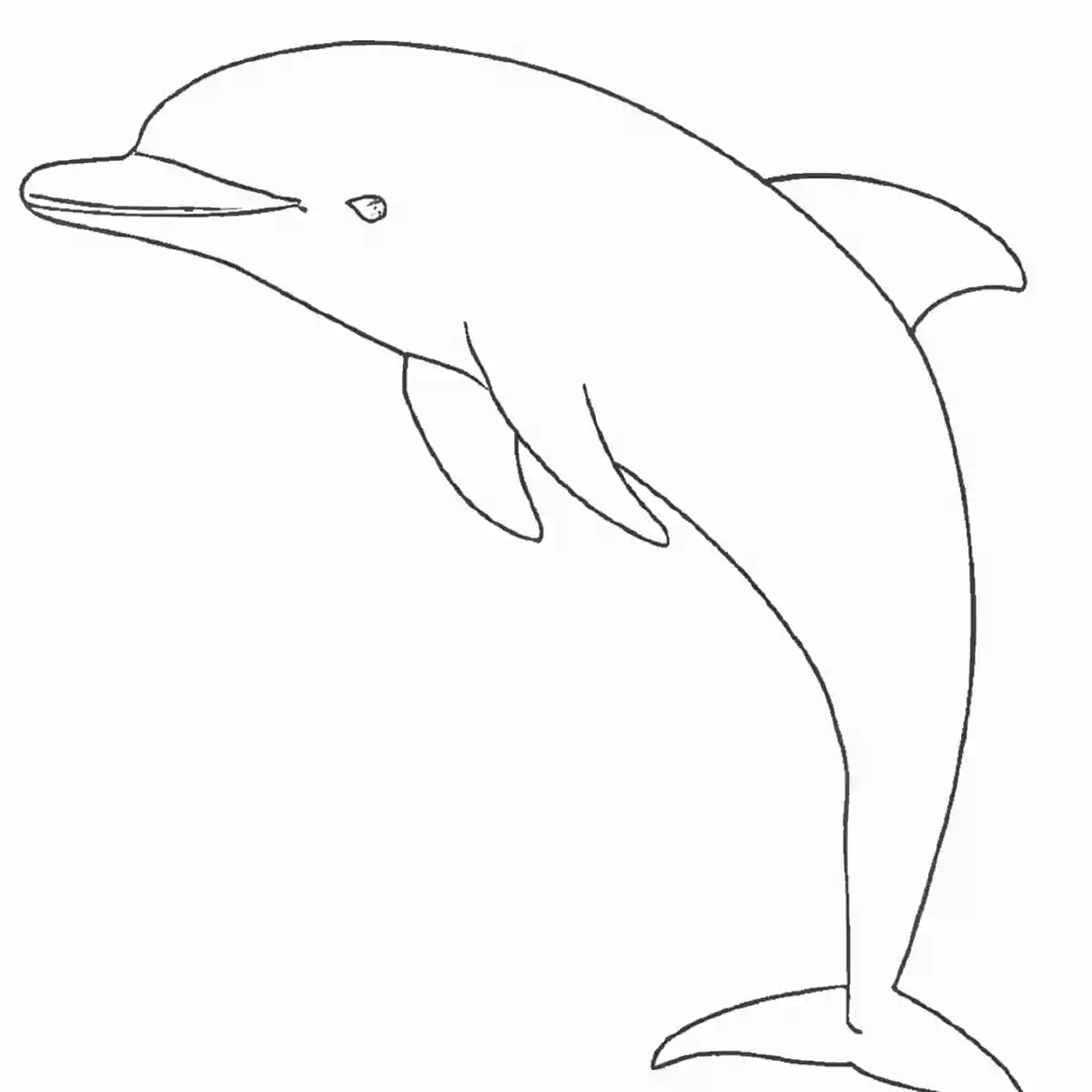 イルカ