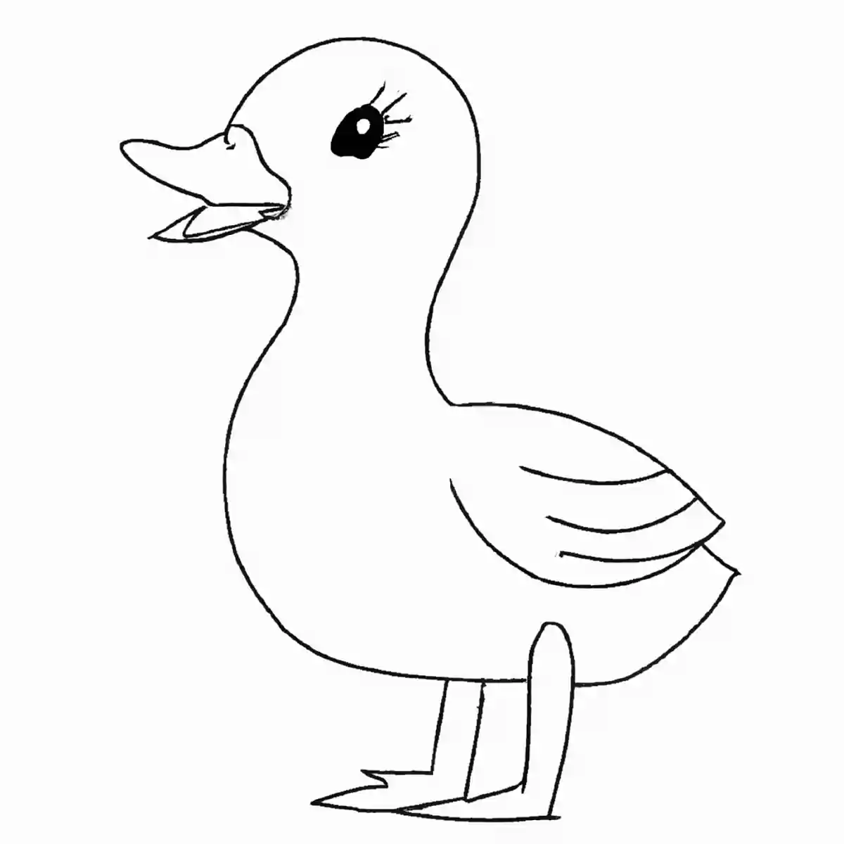 カルガモ