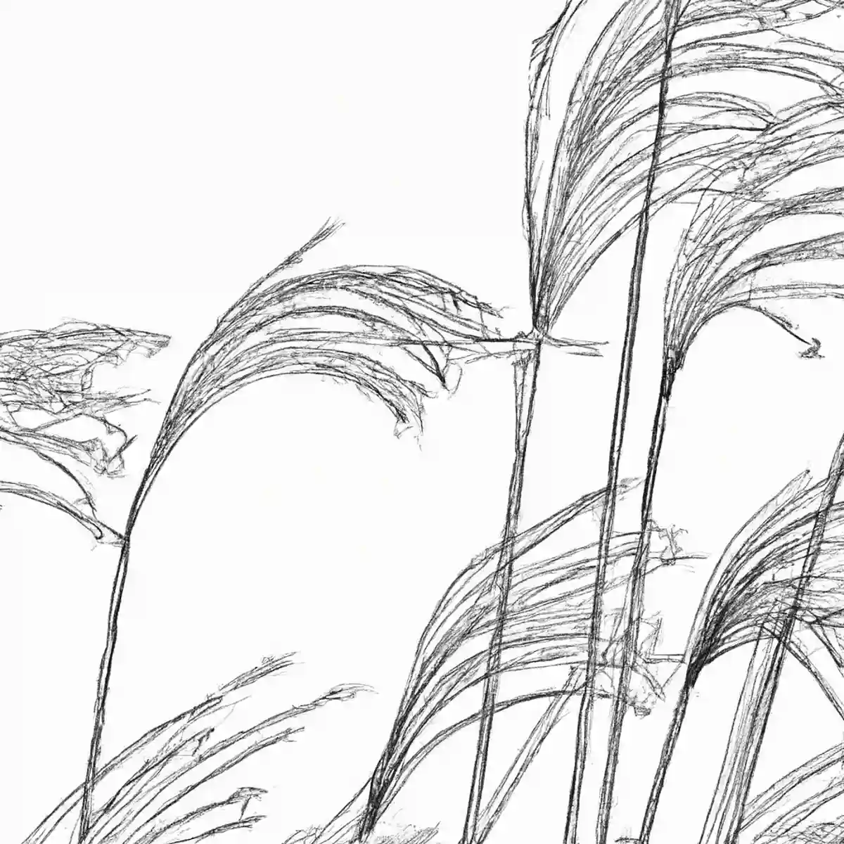 すすき