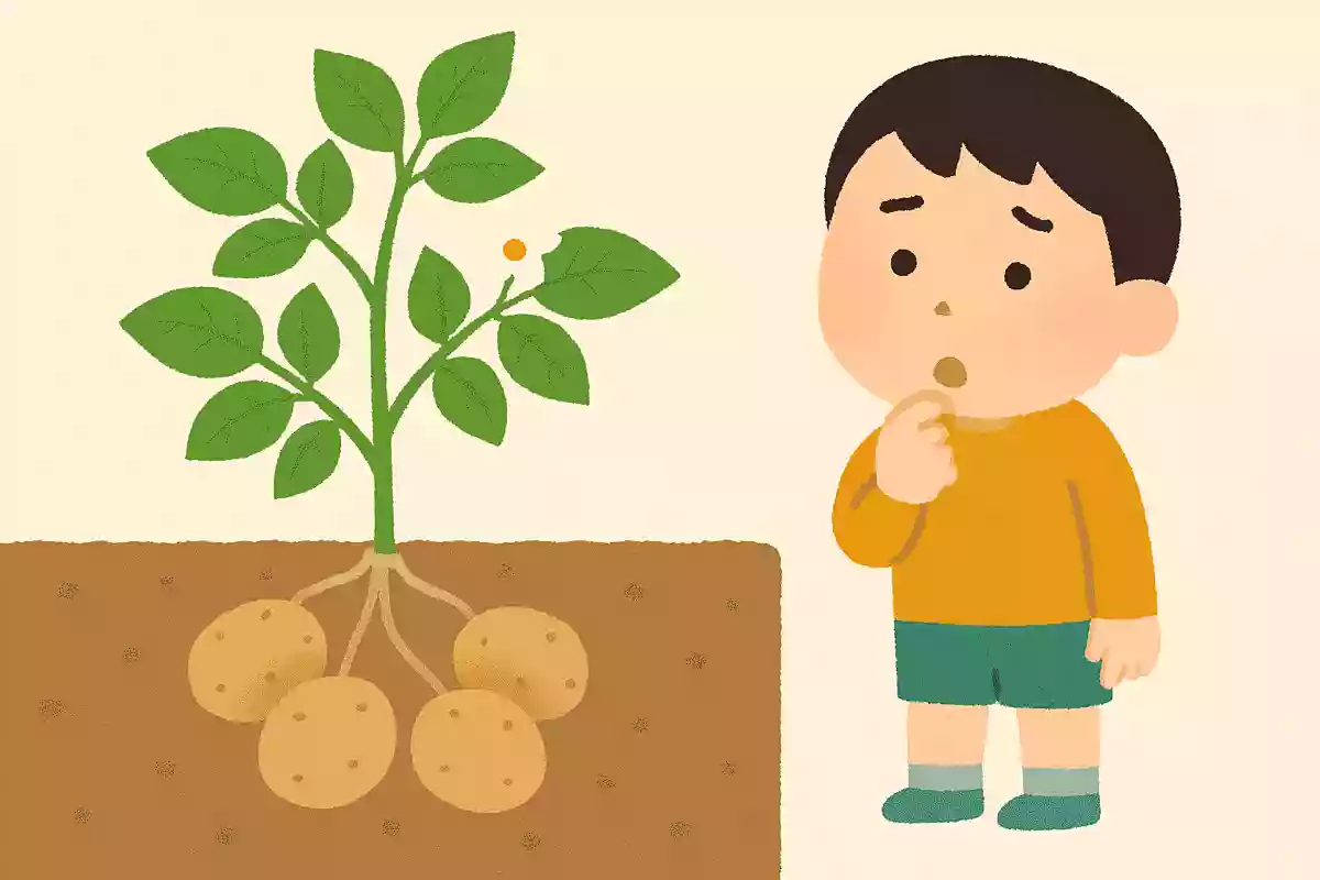 【保育園で使える！】じゃがいもクイズチャレンジ！