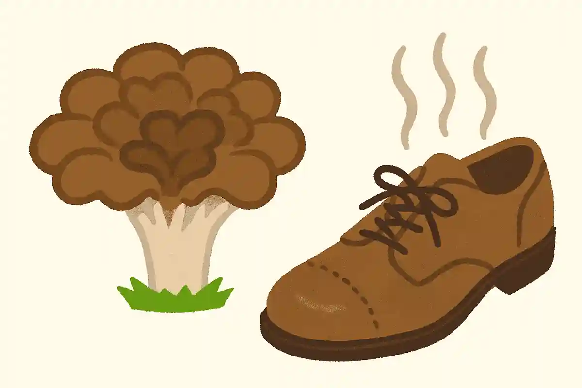 ある日本の秋を代表する高級食材は「革靴にこもった臭い」と評され欧米では食べる習慣がありません。この高級食材は何でしょうか?