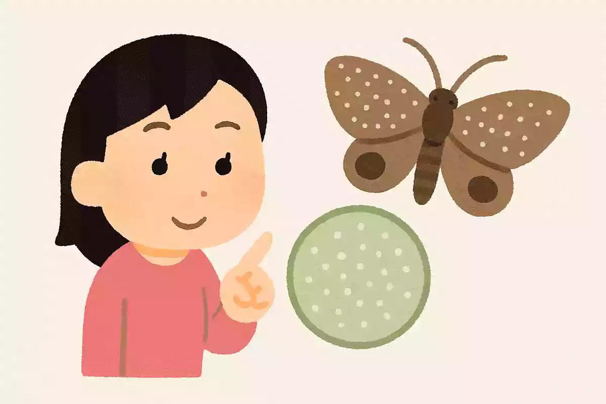 蛾の羽根に付いている粉は何でしょう?