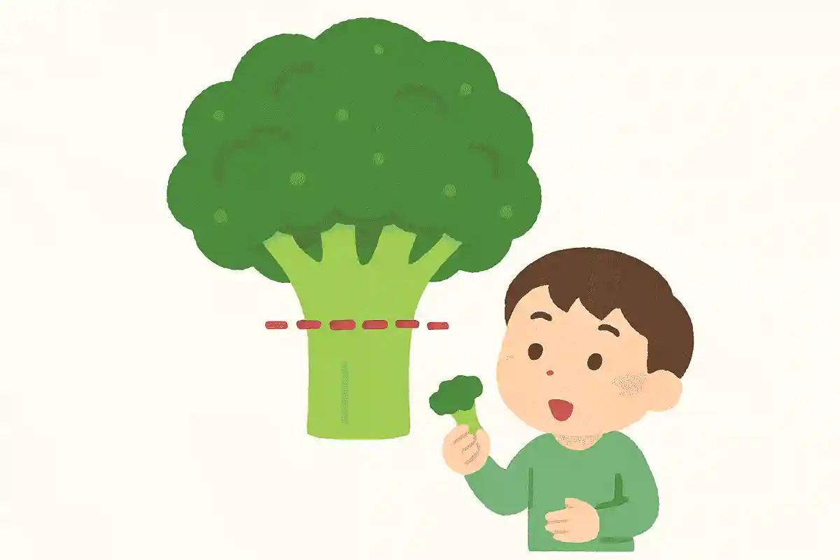 ブロッコリーはどこの部分が食べられている?