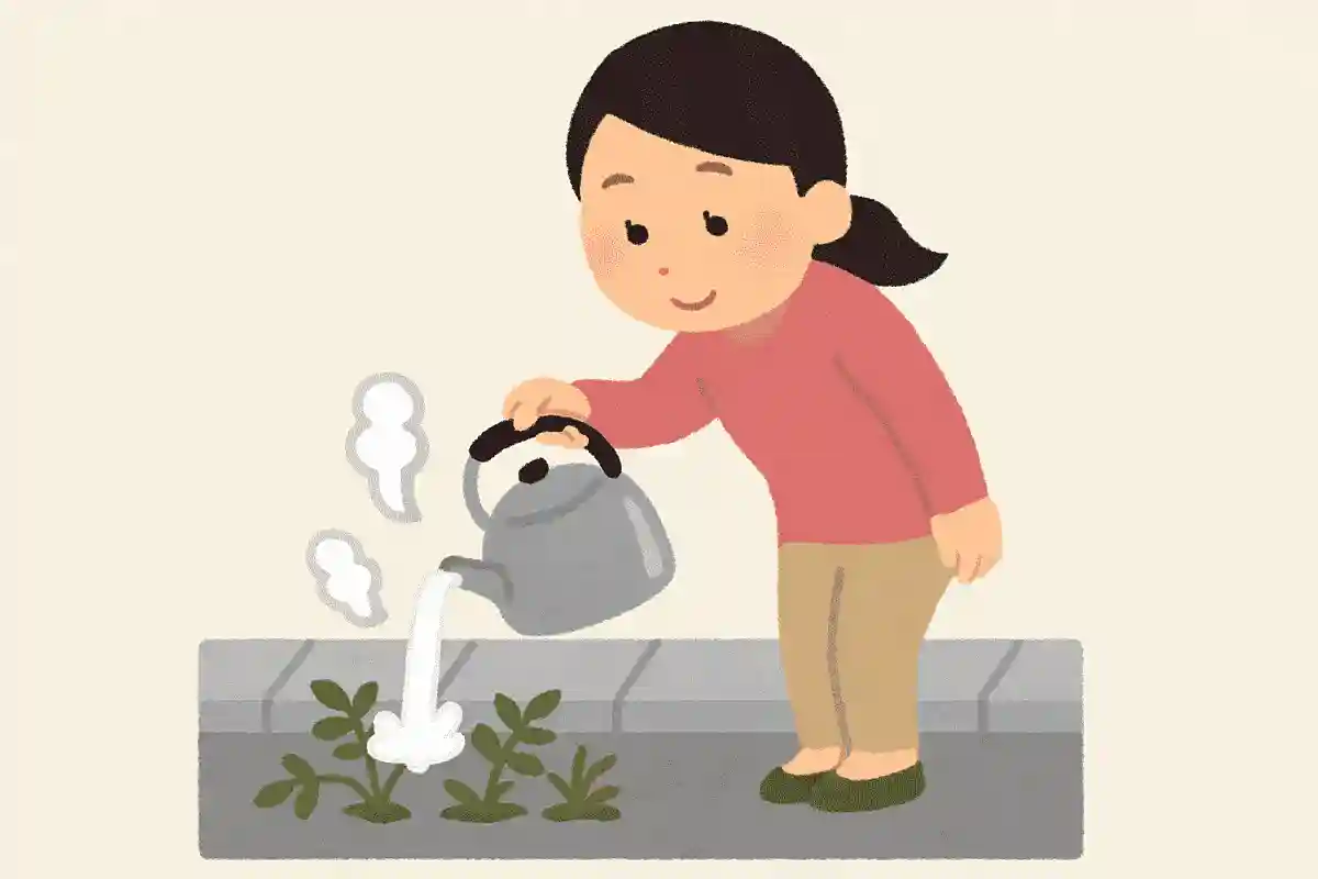 雑草に熱湯をかけると枯れる