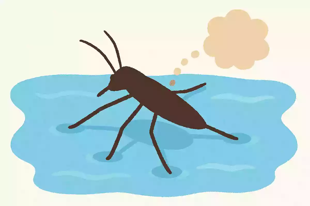 アメンボはニオイを発していますが、どんなニオイでしょうか？