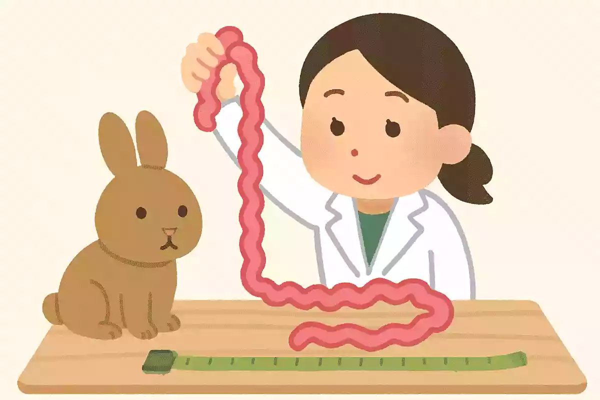 ウサギの腸の長さは?