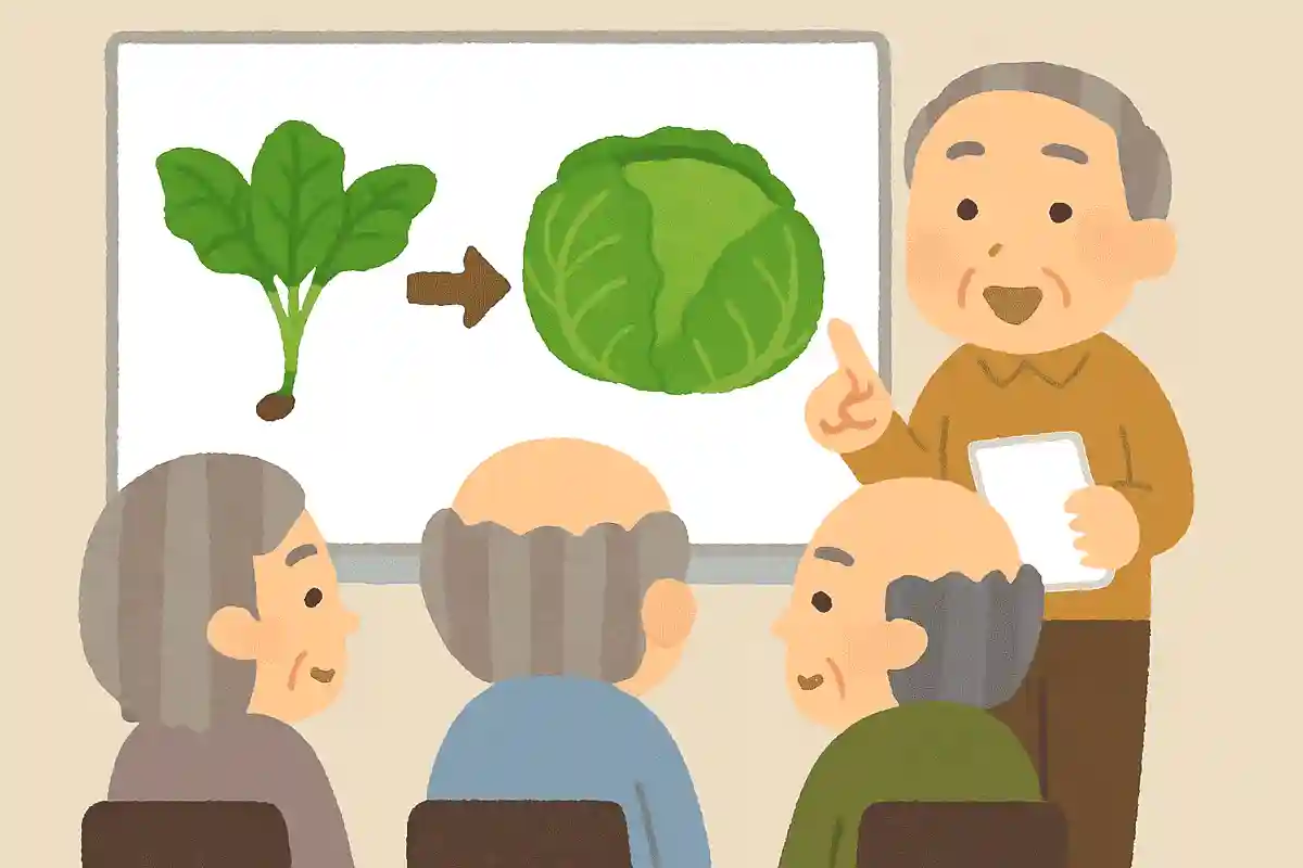 春キャベツは秋にタネをまいたキャベツのこと