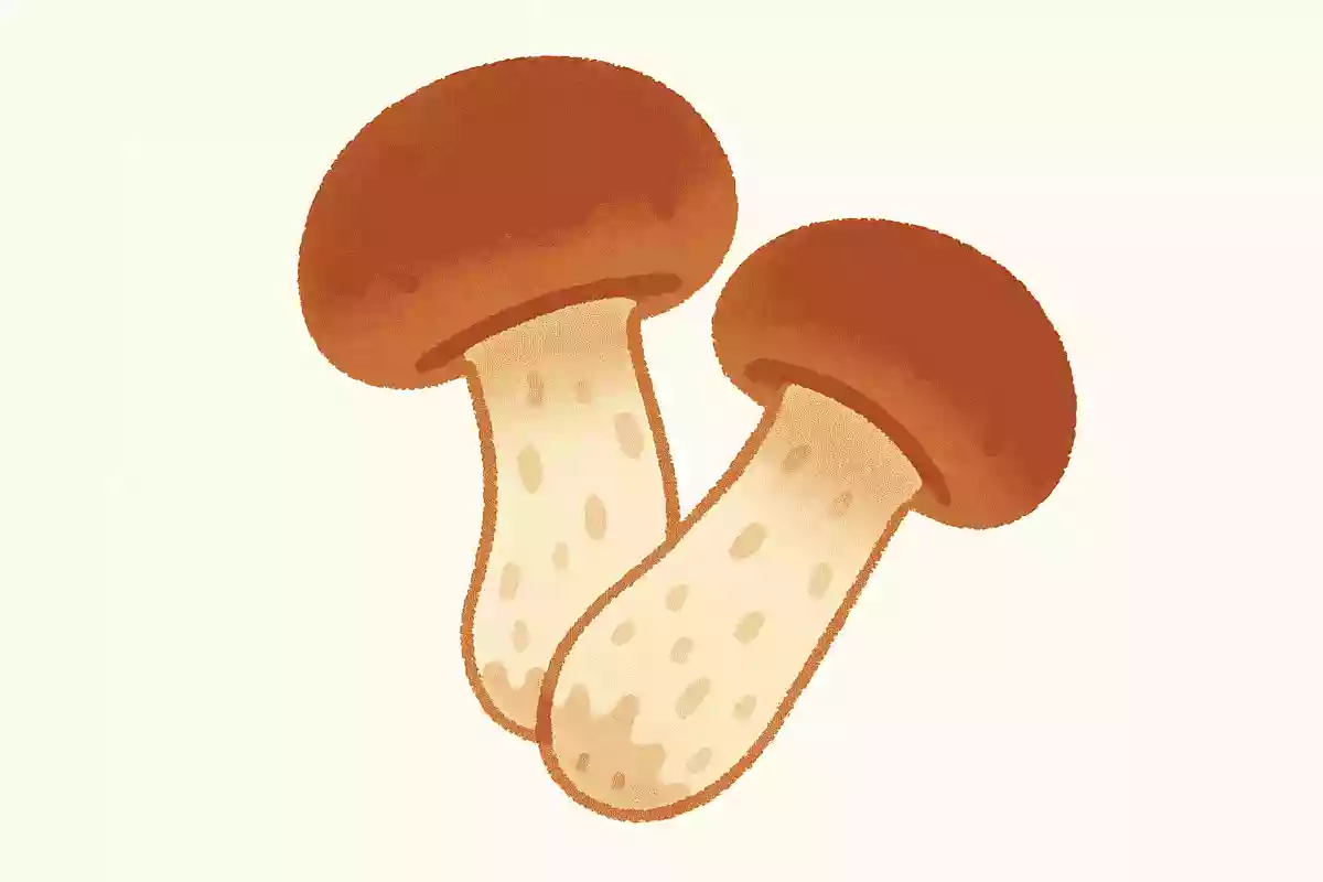 ま〇〇け