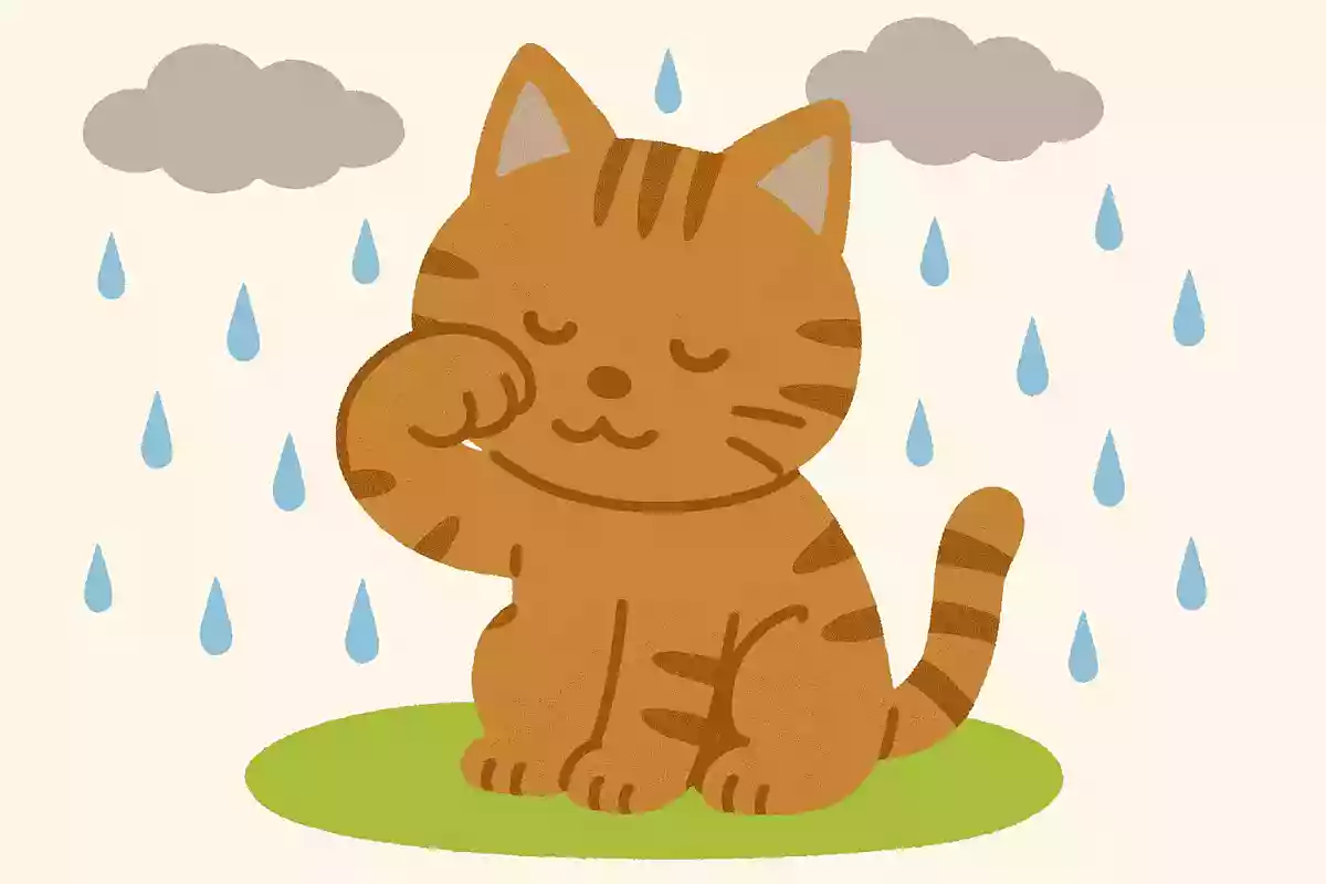 猫が顔を洗うと雨が降る