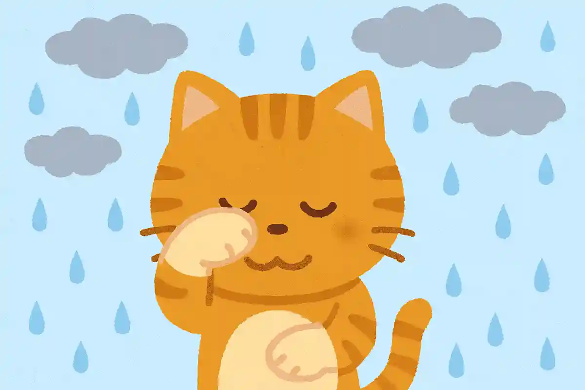 猫が顔を洗うと雨が降る