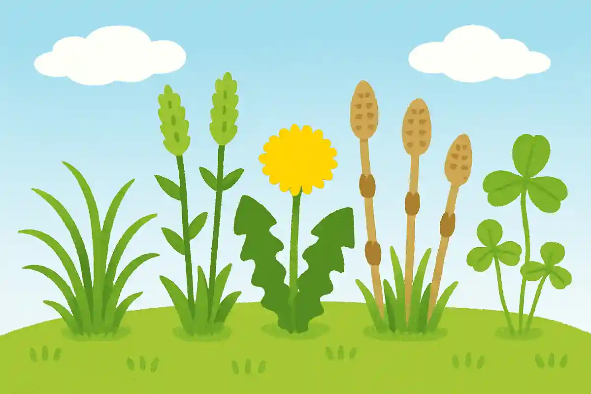 春に大きくなる草は？