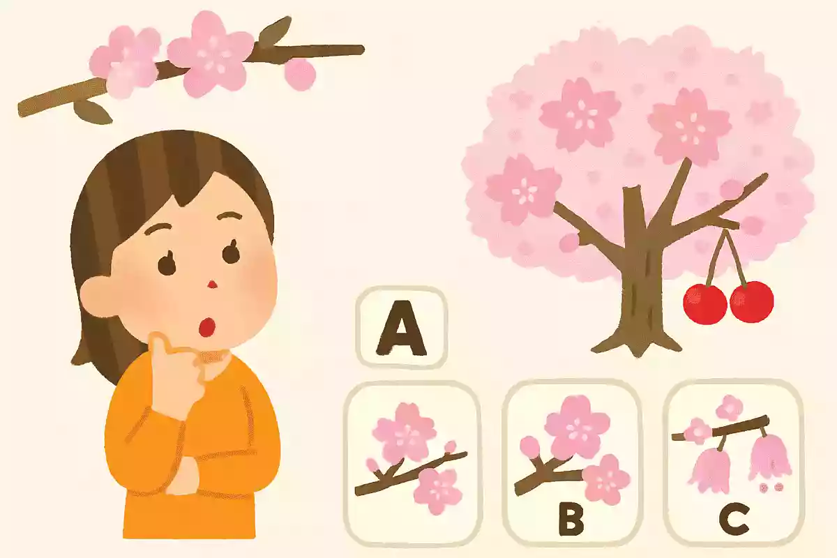 さくらんぼができるのはどの桜?