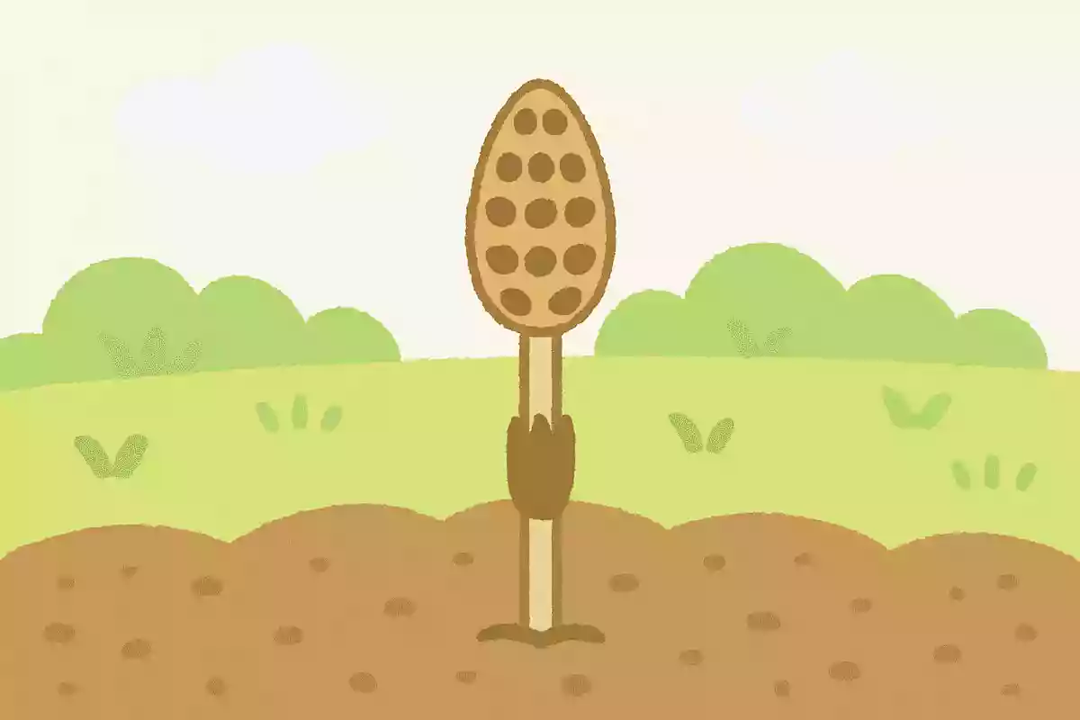 春になると土のなかからニョキニョキと顔を出す「くし」はなんでしょう?