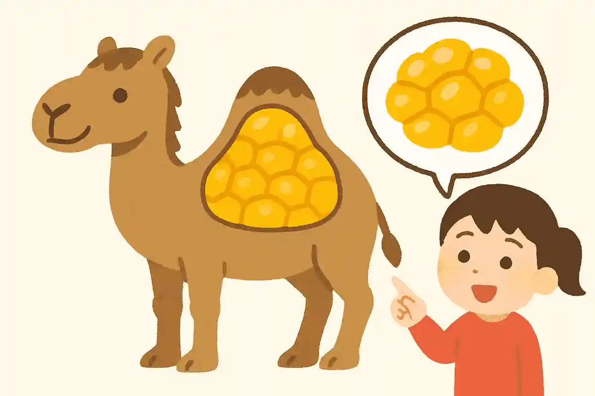 ラクダのコブは何でできている?
