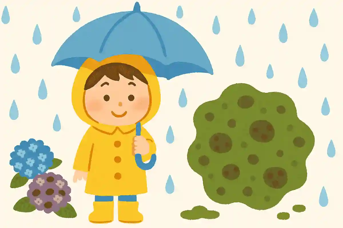 梅雨のことを黴雨ともいう