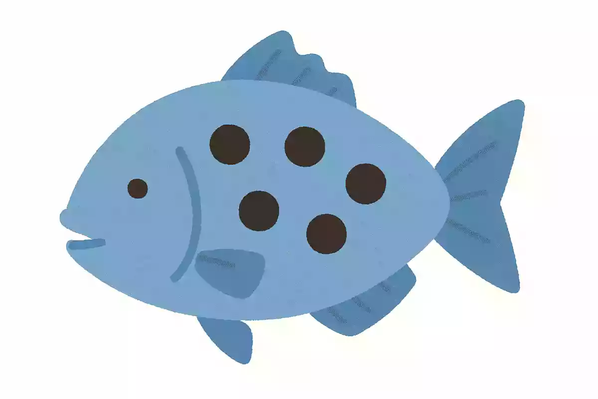 穴が5個ある魚はなんでしょう?