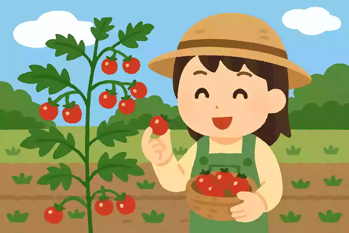 ミニトマトは当初どこで食べられるために作られた野菜でしょう?
