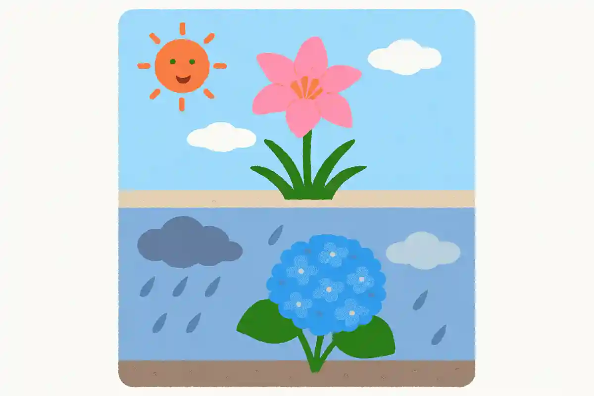 梅雨明けと梅雨入りの目安にされている花がある