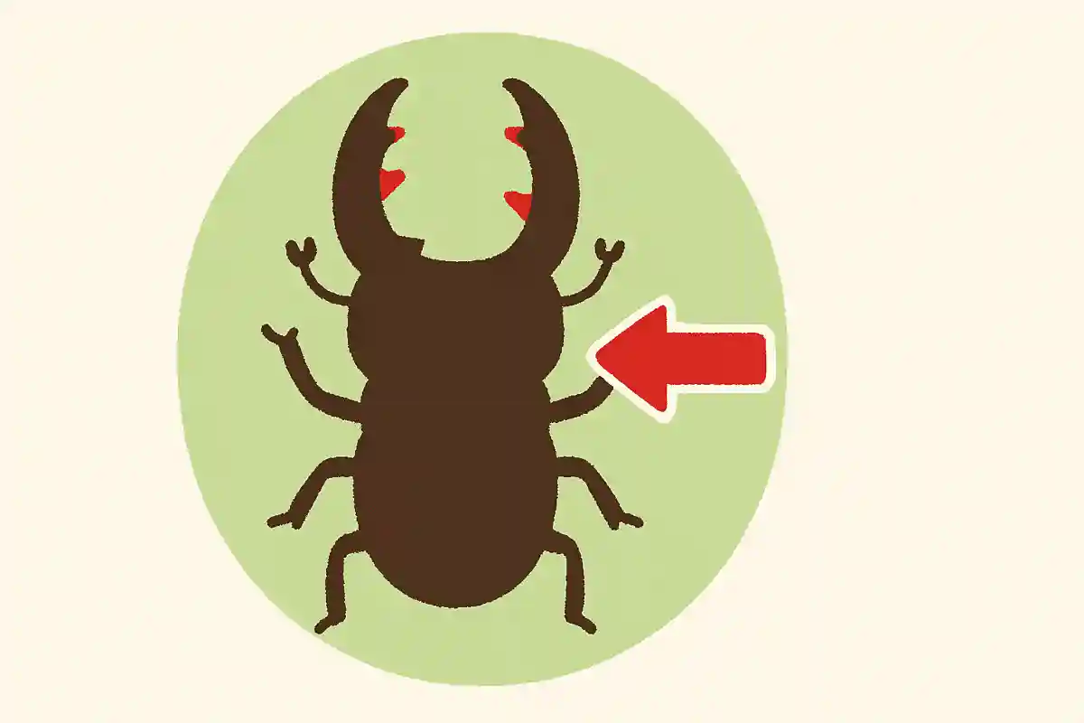 ノコギリクワガタのハサミは、からだのどの部分?