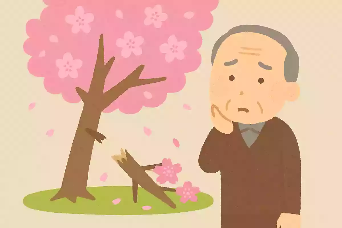 桜の枝を折ってしまうとどのようなことが起きるでしょうか。