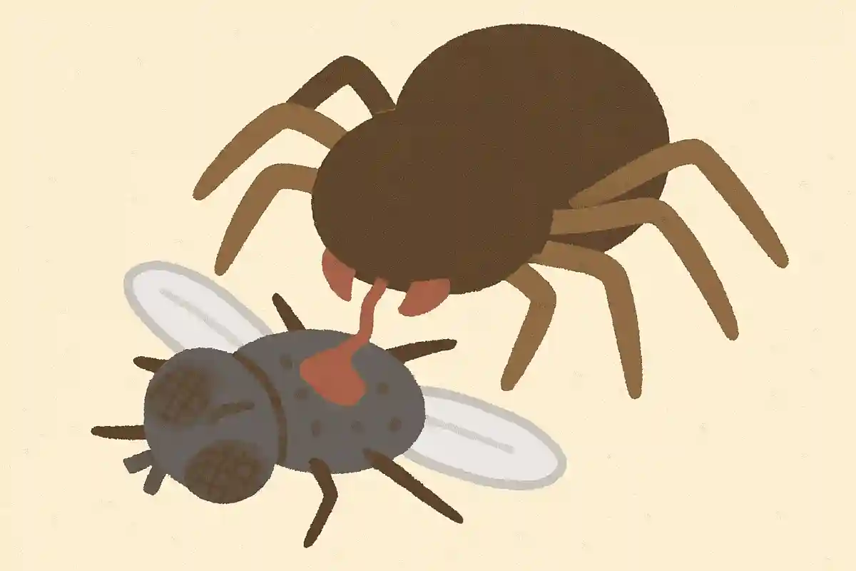 クモは獲物に消化液を注入し、溶かして吸う