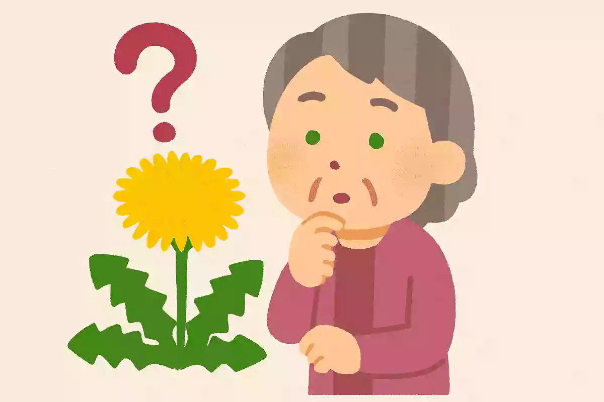 タンポポの花は、小さな花びらが多数集まってできています。花びらの数はどれくらいでしょうか？