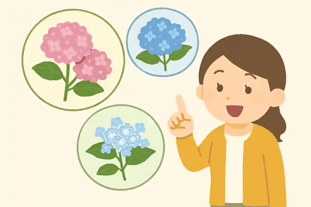 真夏に咲く種類のアジサイもある