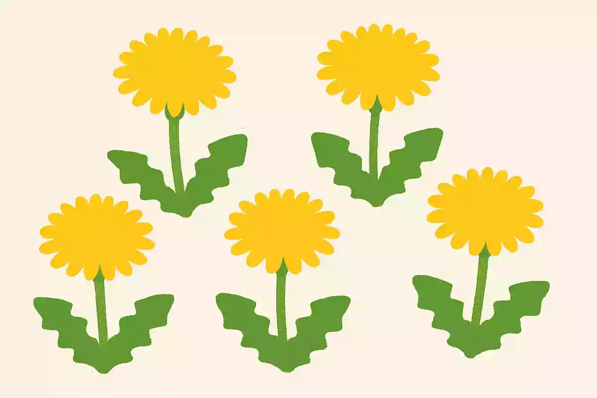 たんぽぽの花びらは5枚