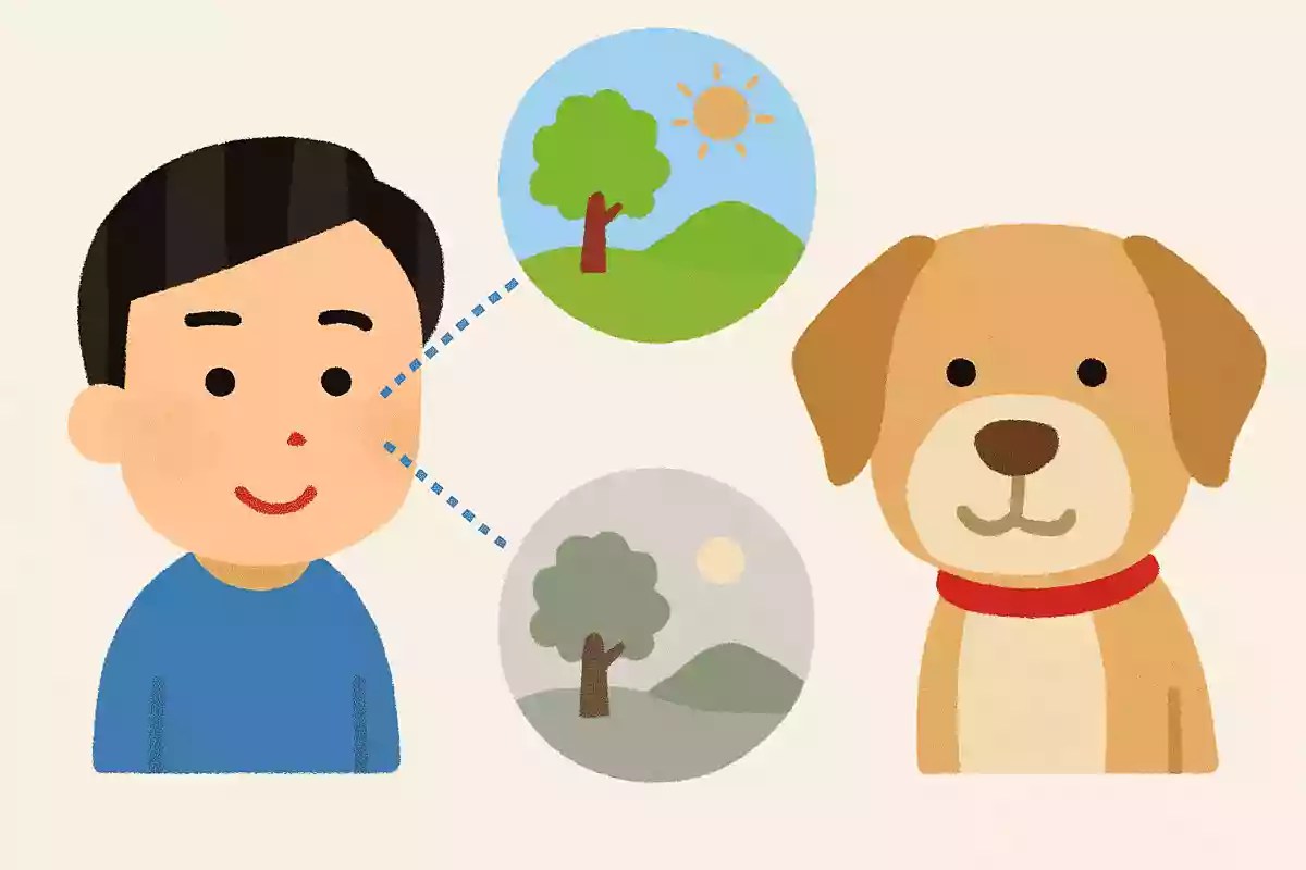 犬の視力は人間と比べてどれくらい?