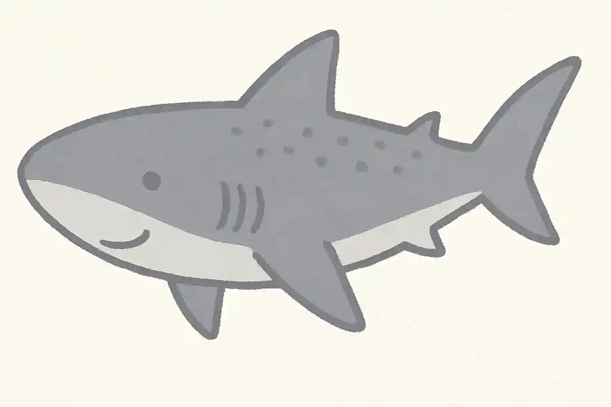 ギンザメ（銀鮫）