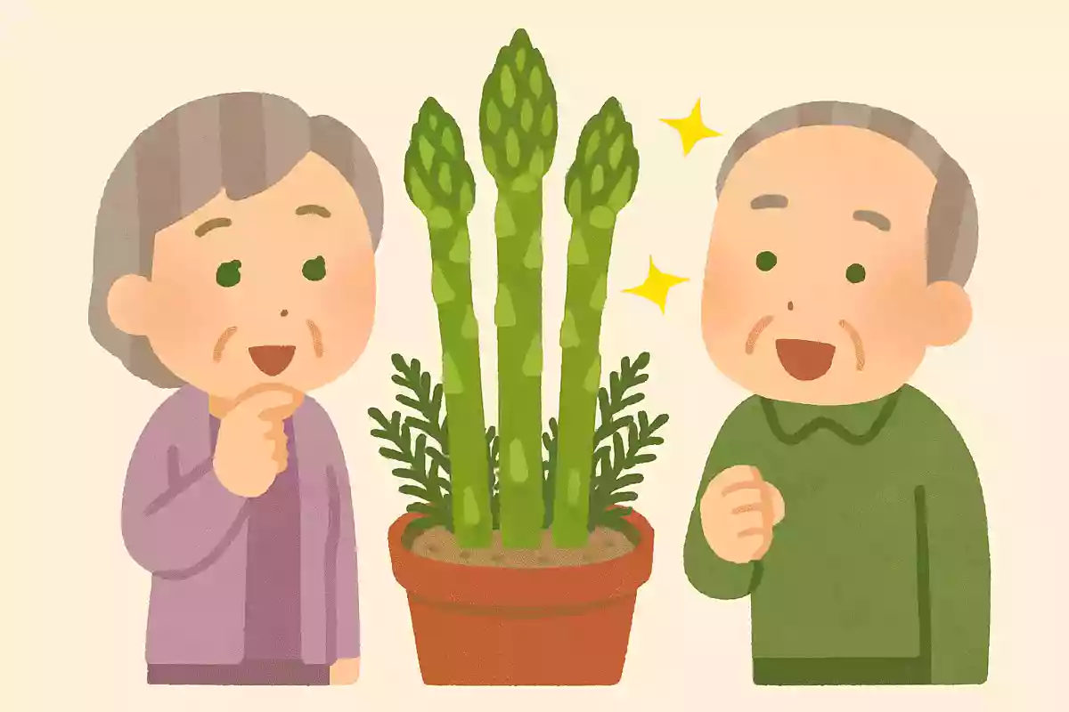 アスパラは元々観賞用だった