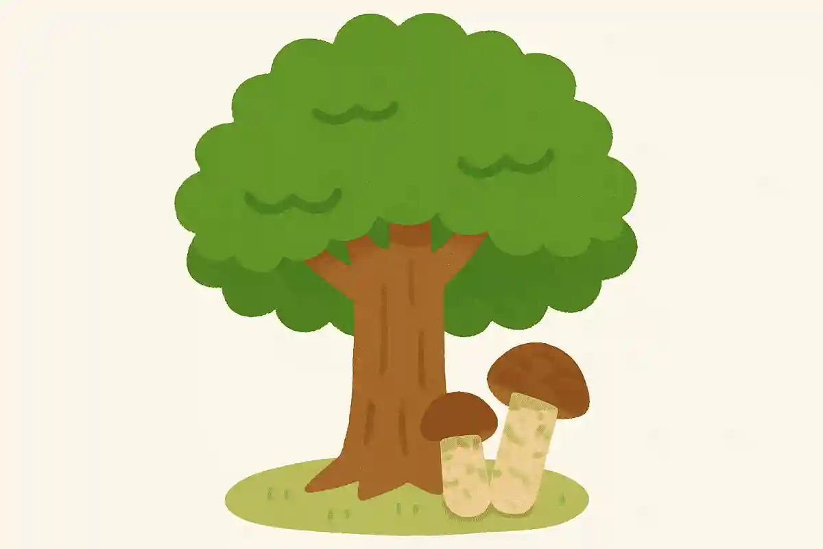 松茸が生えるのは、何の木の下でしょうか？