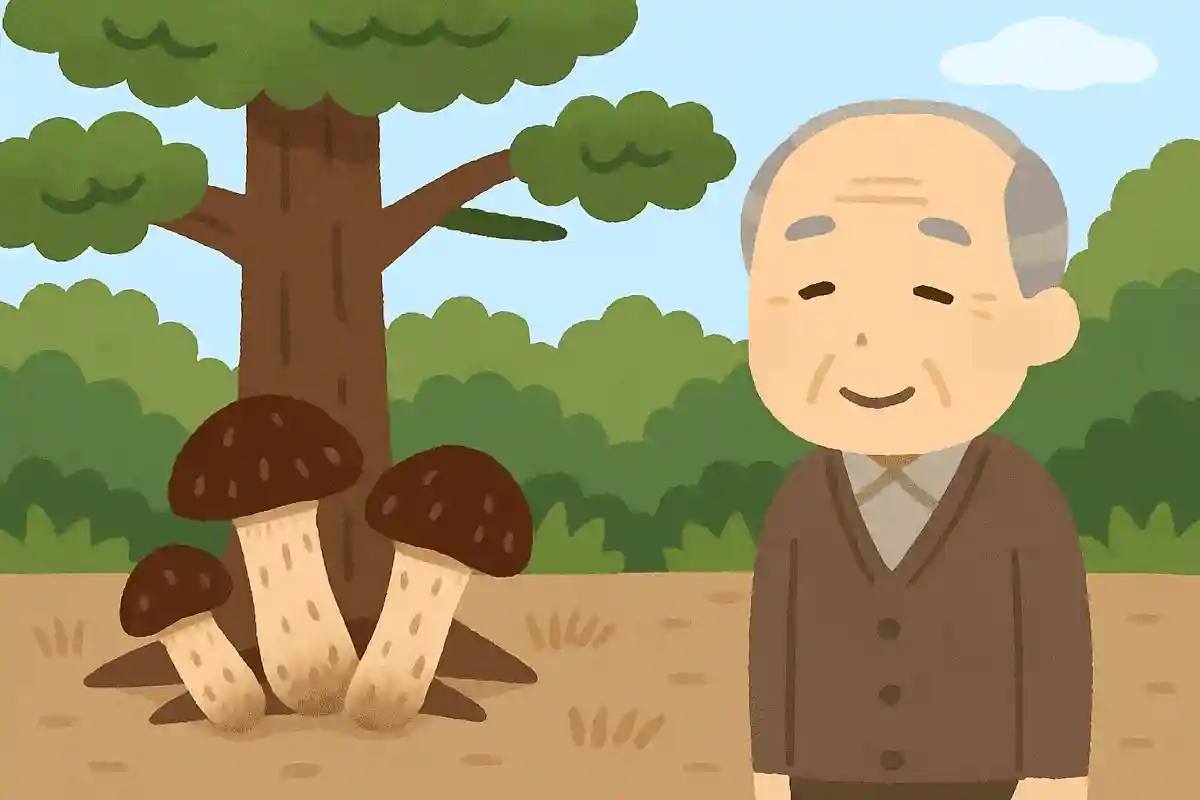 松茸が生えるのは、何の木の下でしょうか?