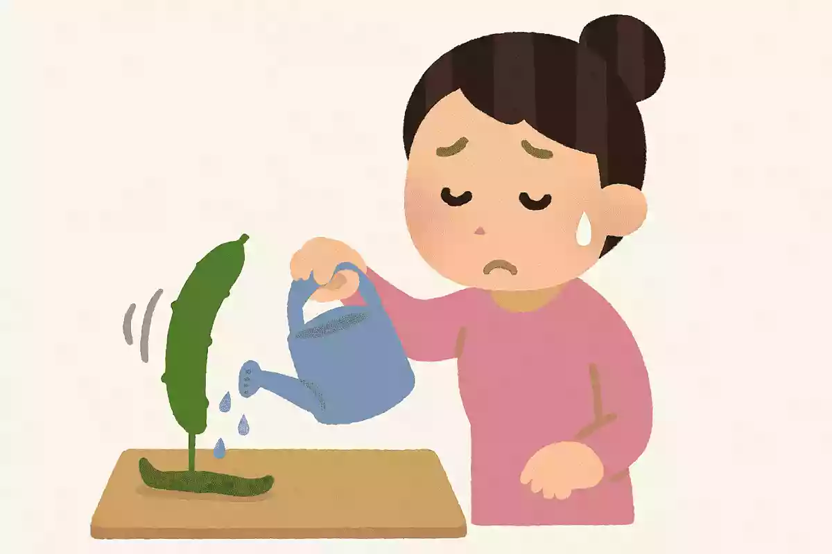 しなびたきゅうりを復活させるにはどうすればいいでしょう?