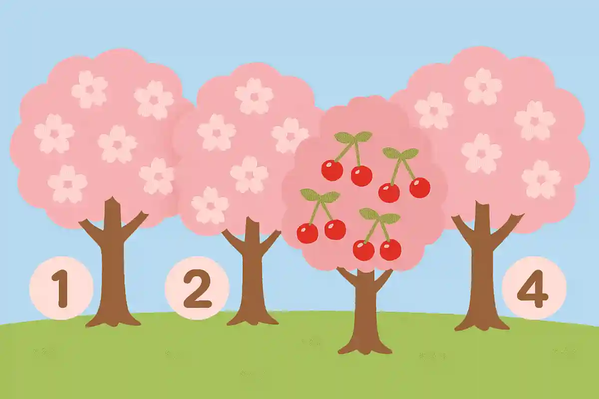 さくらんぼの実がなる桜はどれでしょう？