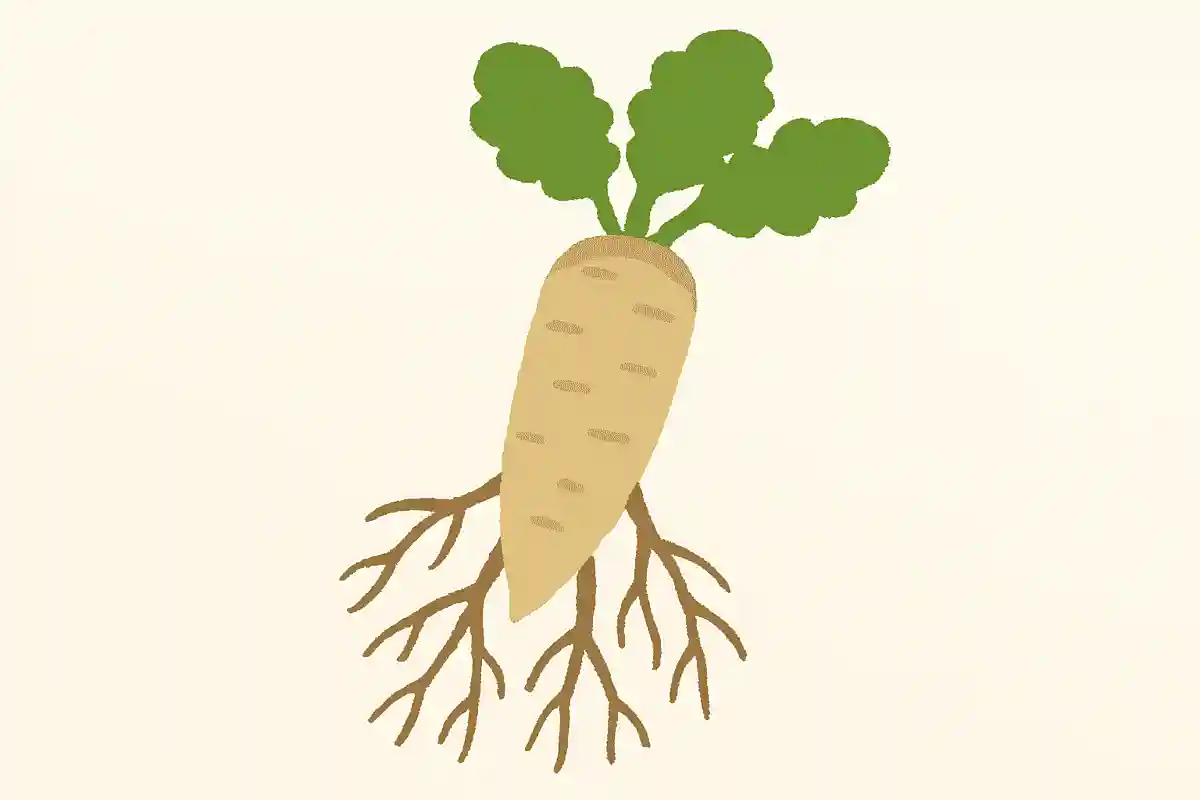 外国では「木の根っこ」のイメージがあり、食べられていない野菜は何でしょうか?