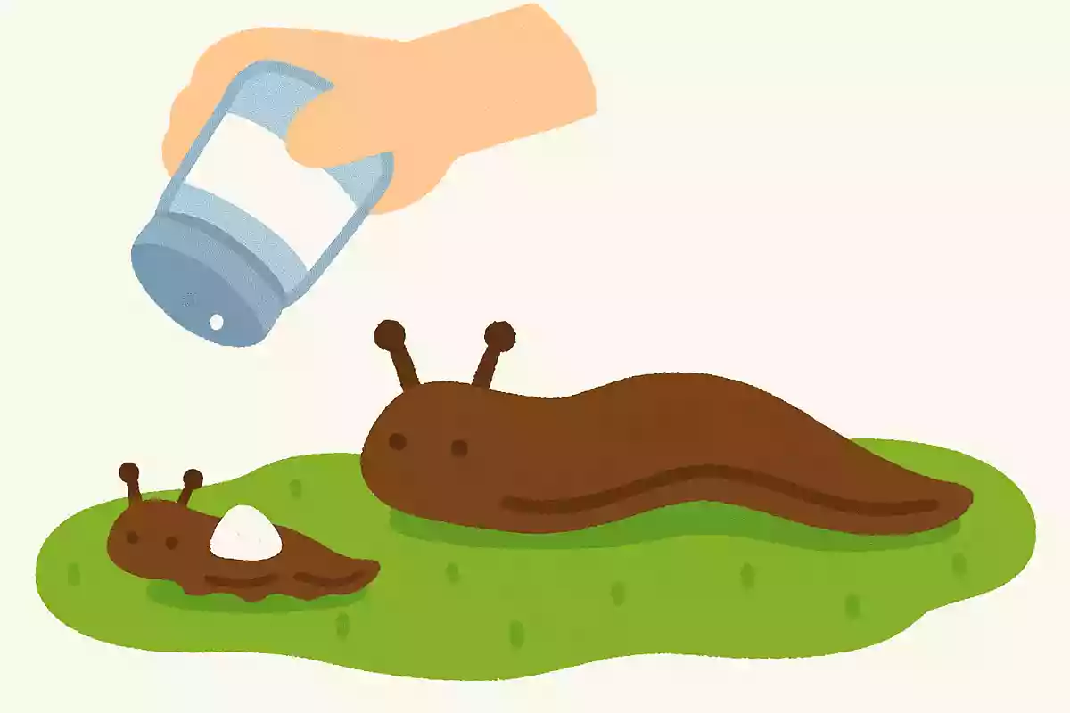 ナメクジは砂糖をかけても縮む