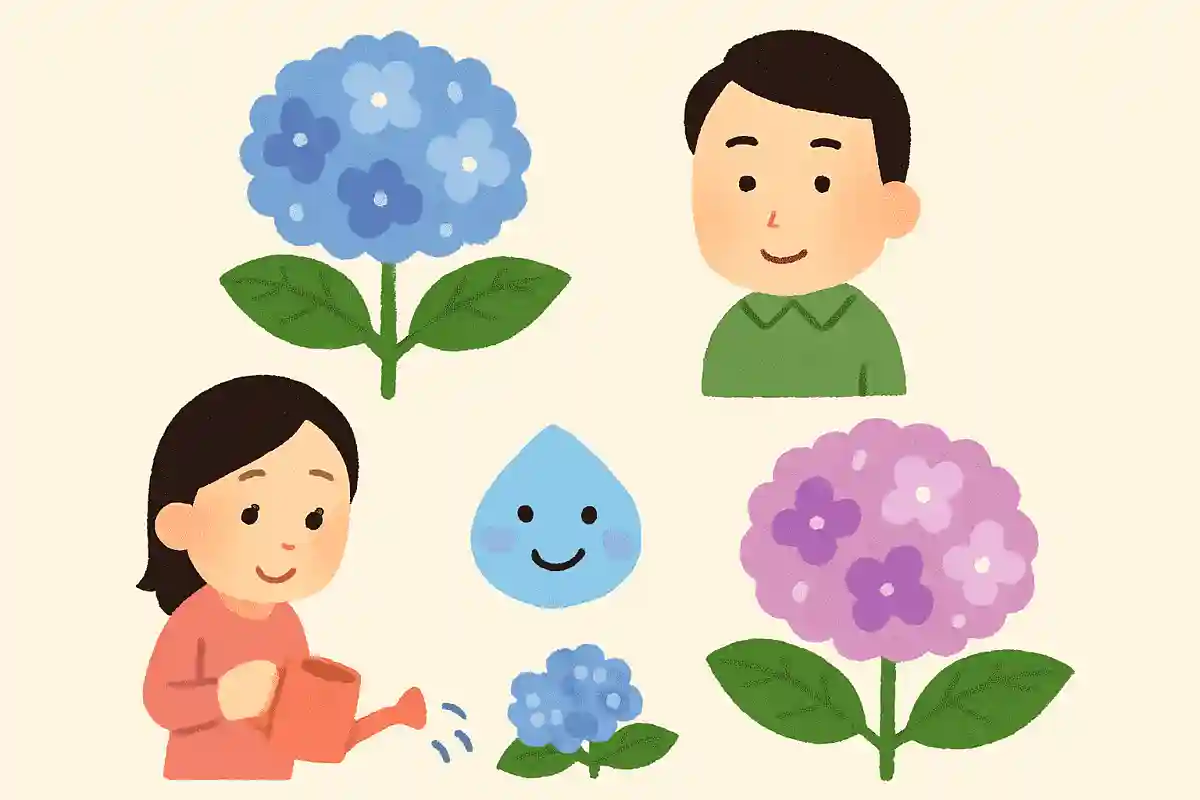 アジサイの学名Hydrangeaは「水の器」を意味する