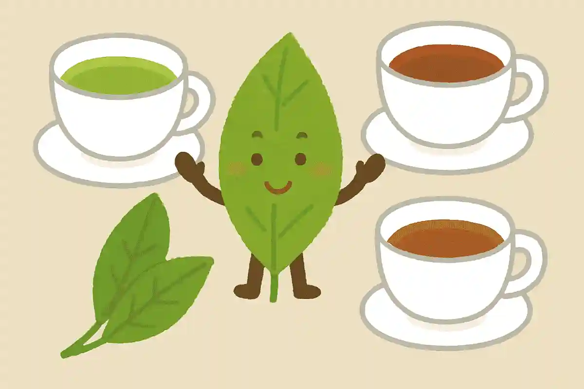 同じ茶葉から作られる緑茶、紅茶、ウーロン茶