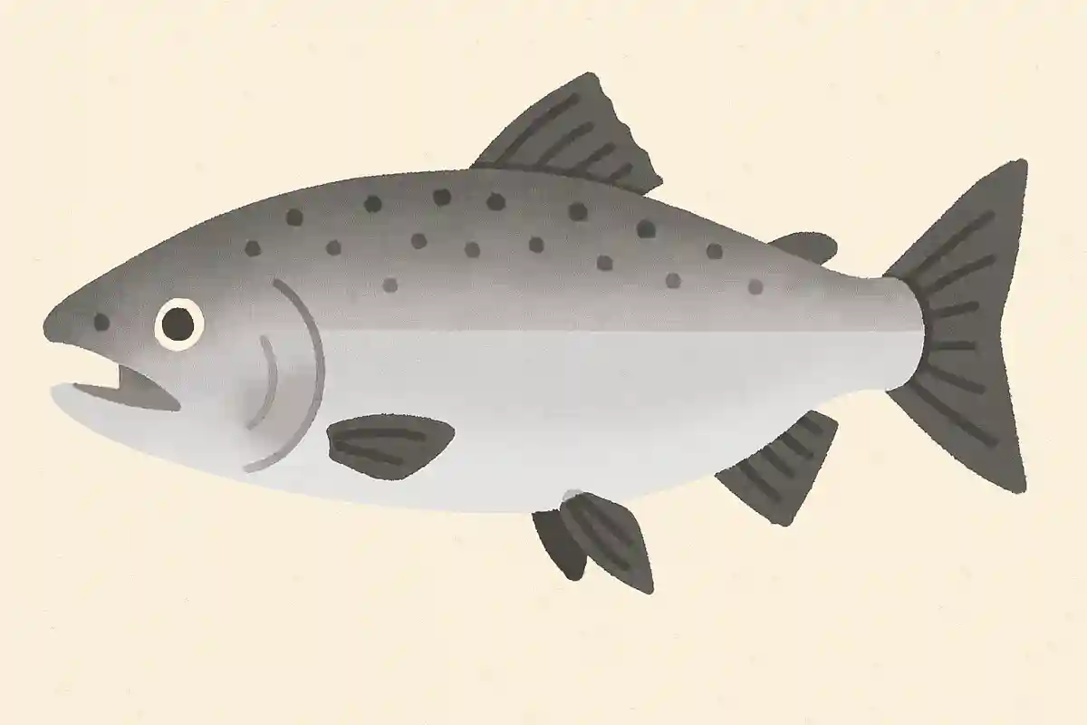 ギンザケ（銀鮭）